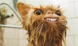 猫一个月洗几次澡 猫多久洗一次澡
